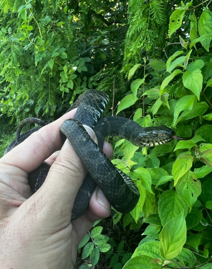 Northern Water Snake